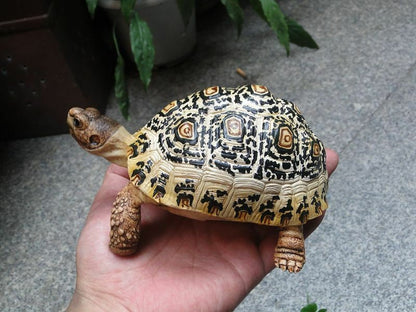 1:1 Life Size adult Leopard Tortoise Turtle Replica Model Figure Figurine