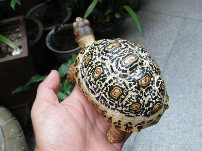 1:1 Life Size adult Leopard Tortoise Turtle Replica Model Figure Figurine