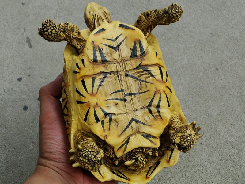 1:1 Life Size Large Star Tortoise Resin Replica Model Figurine Figure 22cm A