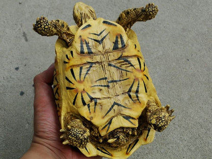 1:1 Life Size Large Star Tortoise Resin Replica Model Figurine Figure 22cm A