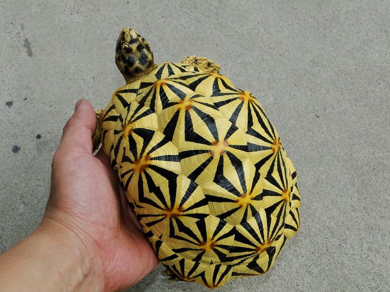 1:1 Life Size Large Star Tortoise Resin Replica Model Figurine Figure 22cm A