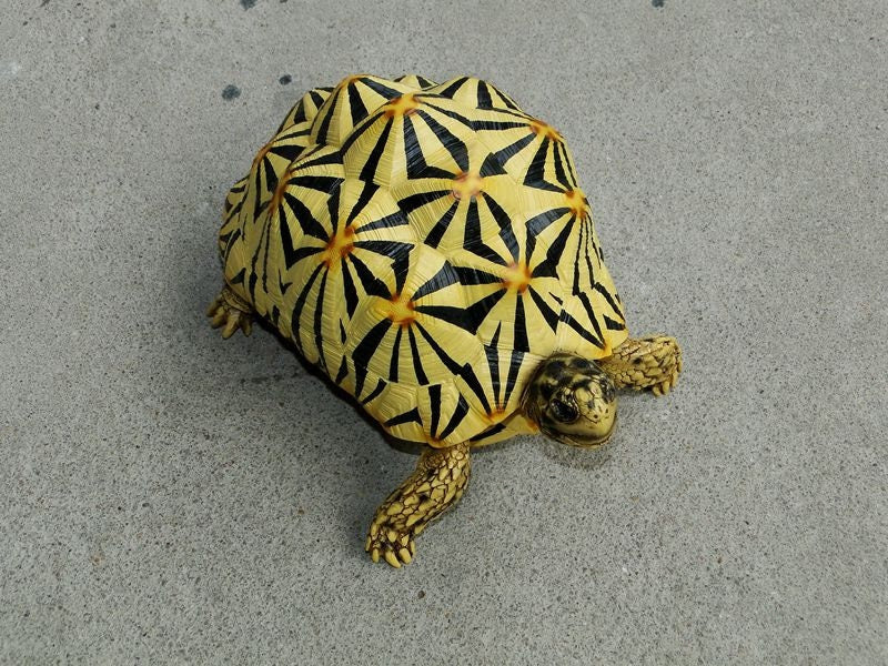 1:1 Life Size Large Star Tortoise Resin Replica Model Figurine Figure 22cm A