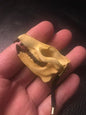 Kaiyodo Prehistoric Mammals Expo 2014 Trogosus Skull mini resin figure keychain