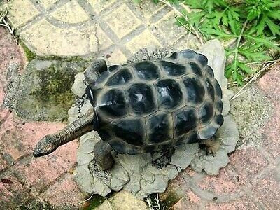 Galápagos Galapagos Giant Land Tortoise Turtle Resin Model Figurine 18cm