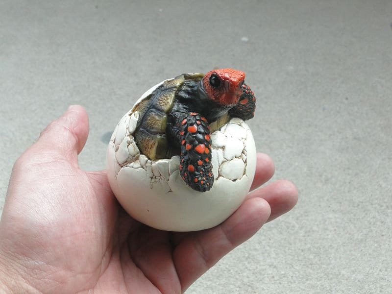 Baby Red Footed Tortoise Turtle Hatching Replica Model Figure Figurine 8cm