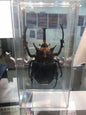 Actaeon beetle (Megasoma actaeon) PVC Replica Model Figure Figurine