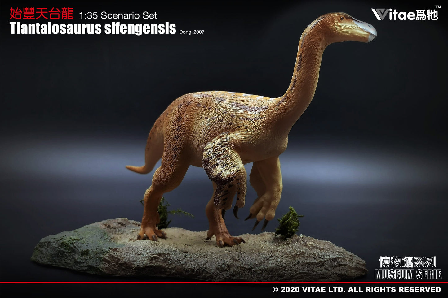 Vitae Museum Series Tiantaiosaurus sifengensis dinosaur model figurine (with platform A) 1:35