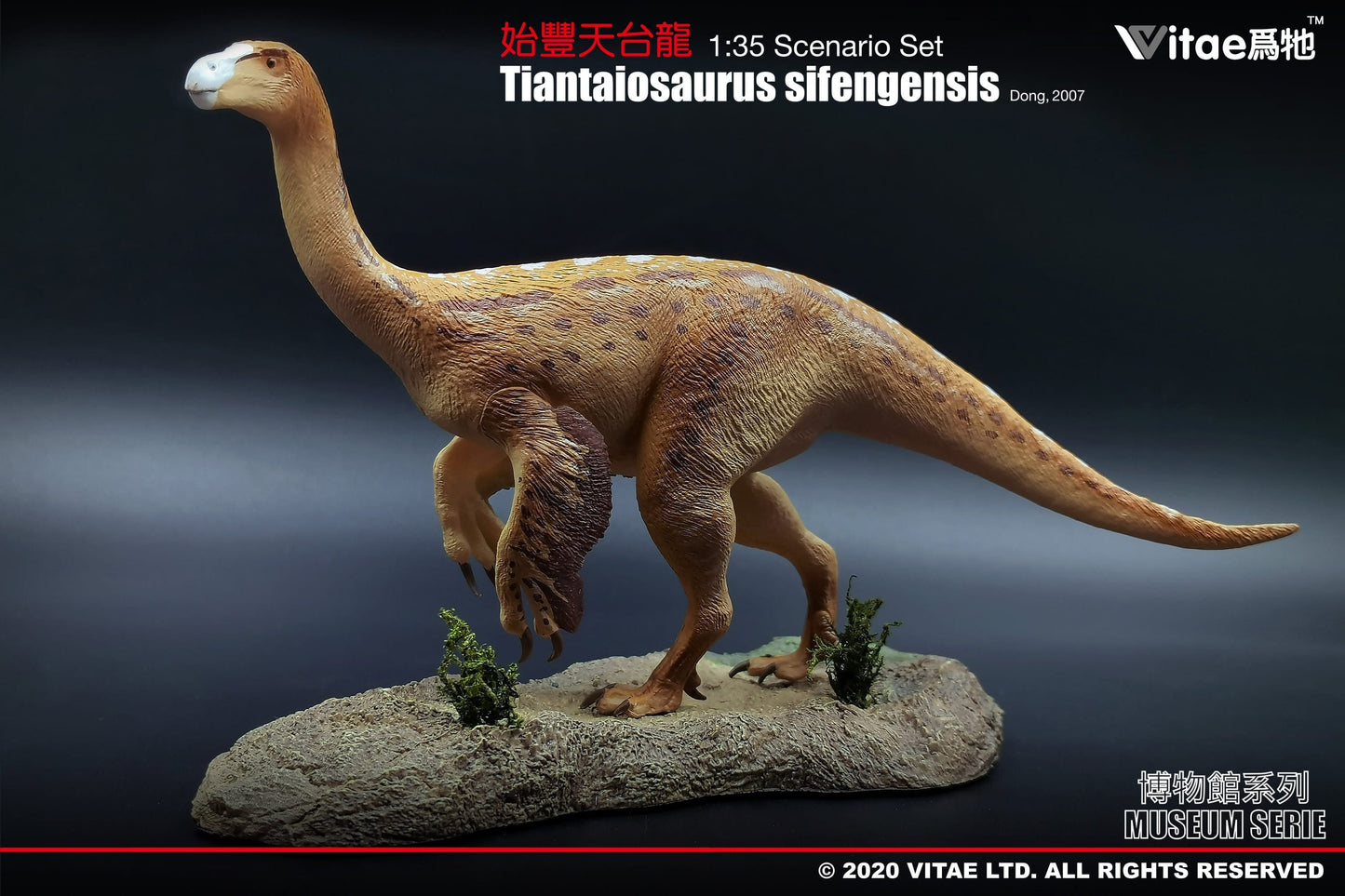 Vitae Museum Series Tiantaiosaurus sifengensis dinosaur model figurine (with platform A) 1:35