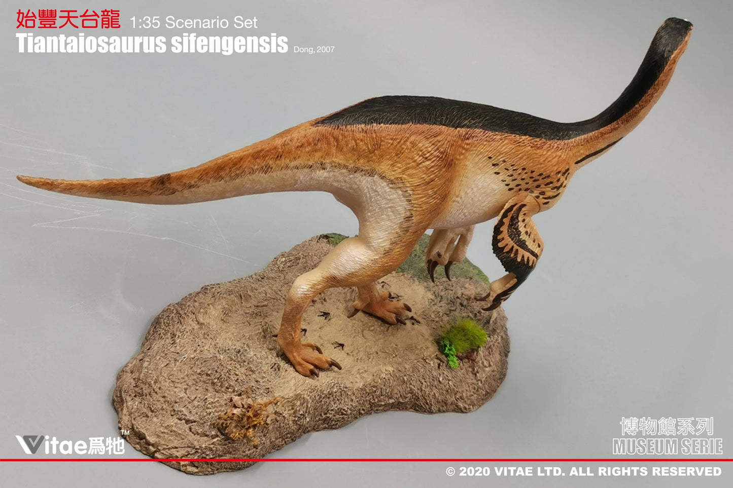 Vitae Museum Series Tiantaiosaurus sifengensis dinosaur model figurine (with platform B) 1:35