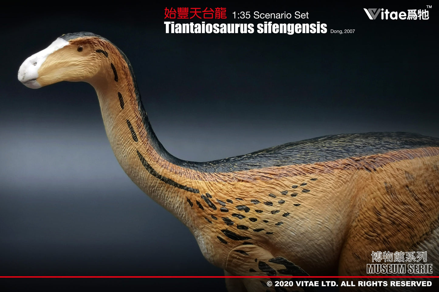 Vitae Museum Series Tiantaiosaurus sifengensis dinosaur model figurine (no platform) 1:35