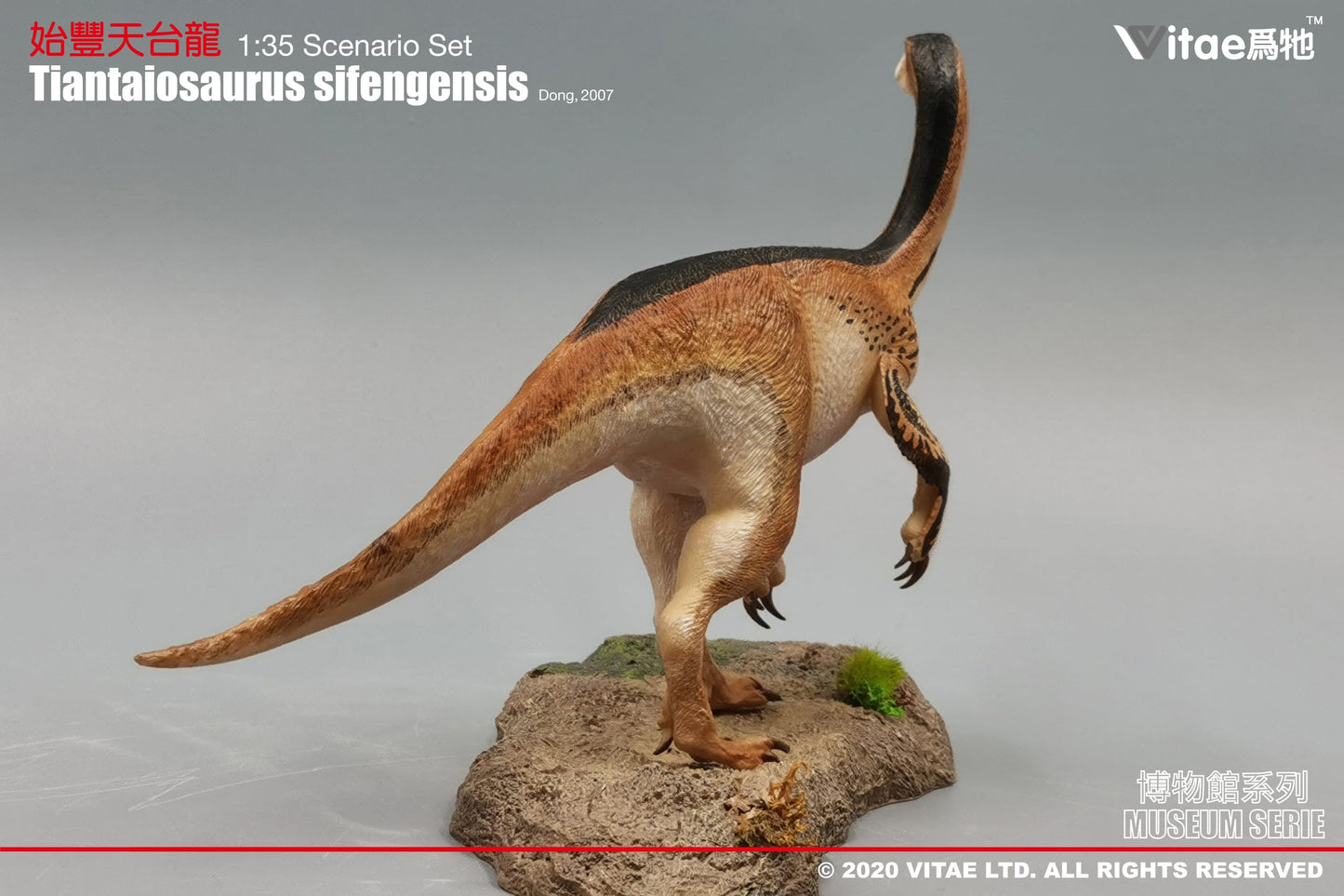 Vitae Museum Series Tiantaiosaurus sifengensis dinosaur model figurine (with platform B) 1:35