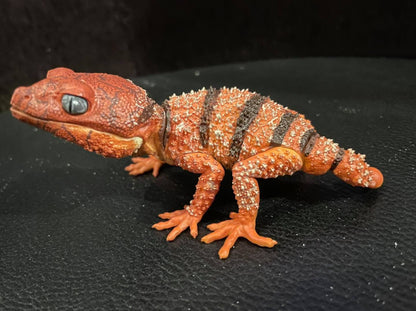 Rough Knob-tailed gecko lizard PVC Figure model with two different lower jaws