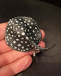 Kaiyodo Xingu river ray polka dot freshwater stingray fish PVC mini figure model