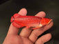 Red Asian Arowana fish animal PVC Action Figure Model with Joints