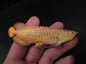 Golden Asian Arowana fish animal PVC Action Figure Model with Joints