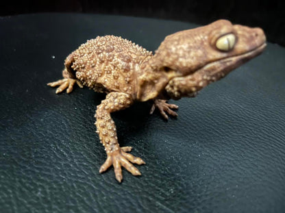 Rough Knob-tailed gecko lizard PVC Action Figure model special color