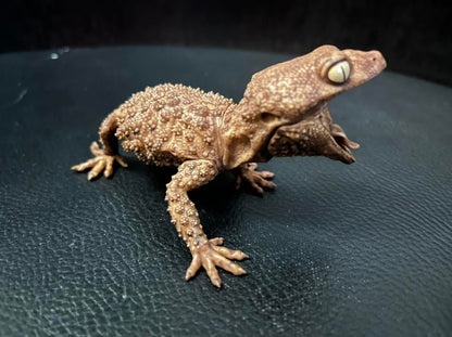 Rough Knob-tailed gecko lizard PVC Action Figure model special color