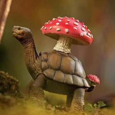 Galápagos Galapagos Giant Land Tortoise with Mushroom Resin Mini Model Figurine Figure