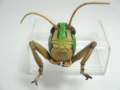 Migratory locust head Insect PVC Figure Model Figurine with Magnet