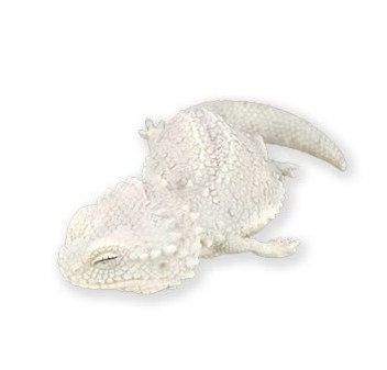 Japan Reptile Sleeping Snow Bearded Dragon Lizard PVC mini pvc figure model