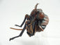 Large brown cicada head Insect PVC Figure Model Figurine with Magnet