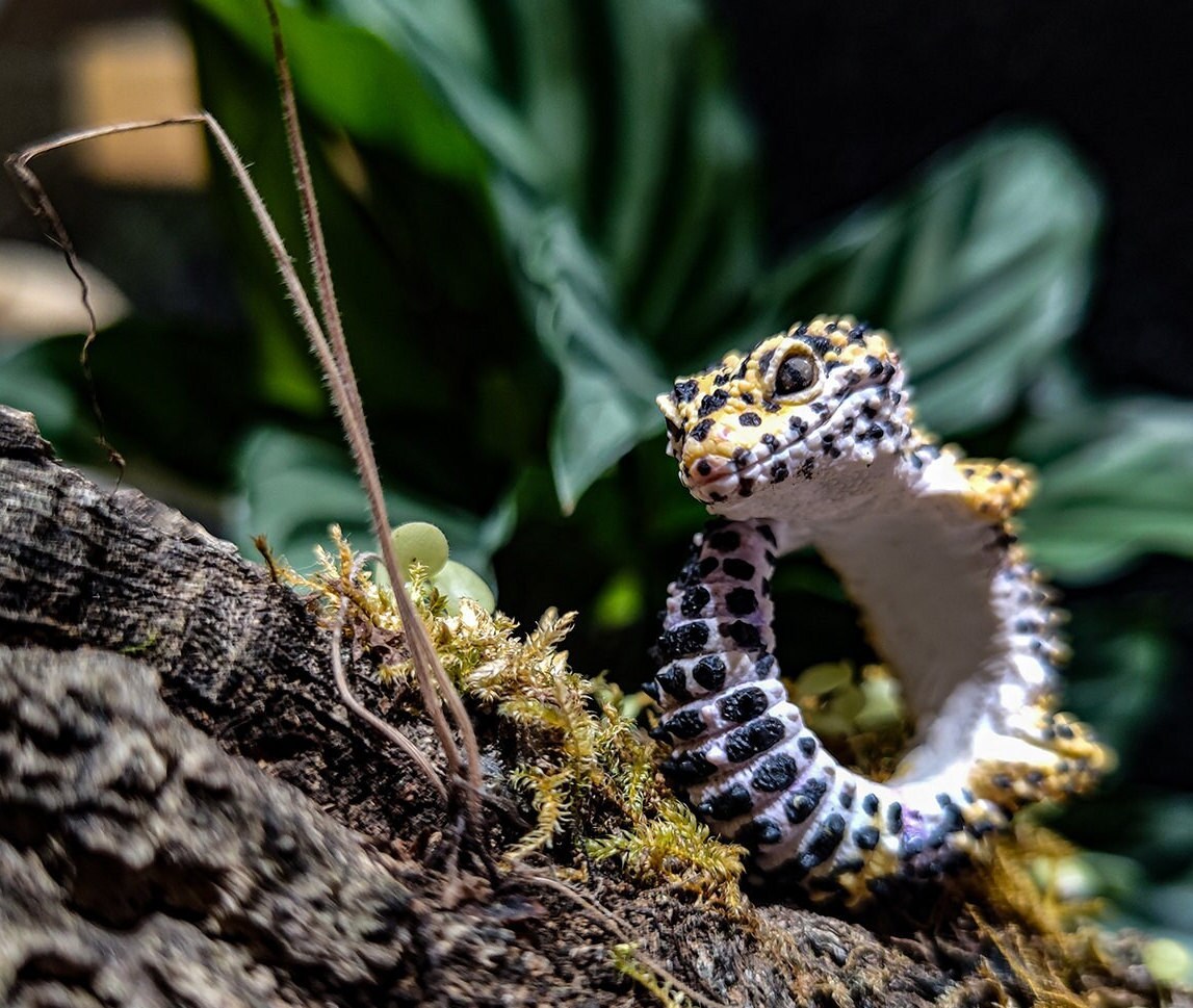 Leopard gecko Lizard Reptile Resin figurine figure model ring