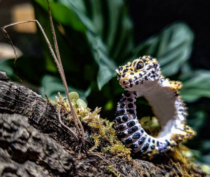 Leopard gecko Lizard Reptile Resin figurine figure model ring