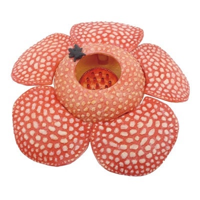 Japan Rafflesia corpse flower plant PVC figure model Color B