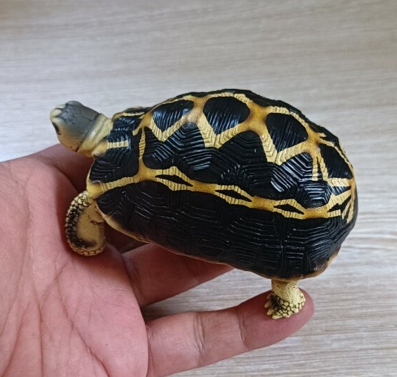 1:1 Life Size Spider Tortoise turtle Replica Figurine Figure Model Dark Color