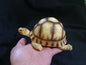 Angonoka Tortoise Lying Resin Replica Model Figurine 15.5cm