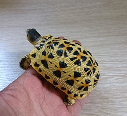 1:1 Life Size Spider Tortoise turtle Replica Figurine Figure Model Color A