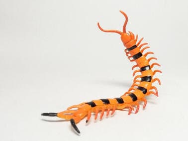 Indian tiger centipede insect PVC mini figure model figurine