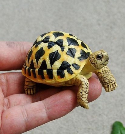 1:1 Life Size Baby Star Tortoise Turtle Replica Model Figurine Figure B