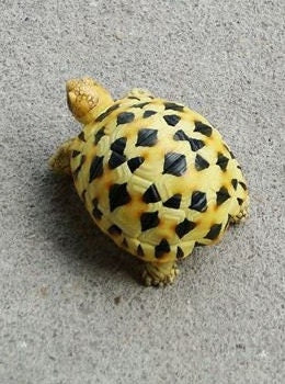 1:1 Life Size Baby Star Tortoise Turtle Replica Model Figurine Figure A