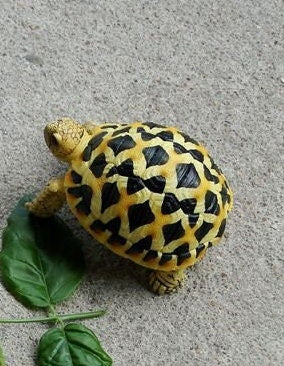 1:1 Life Size Baby Star Tortoise Turtle Replica Model Figurine Figure B