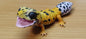 Japan Q Leopard gecko lizard PVC Action Figure model with joints (10cm) A