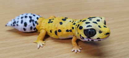 Japan Q Leopard gecko lizard PVC Action Figure model with joints (10cm) A