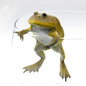 Budgett's Frog Toad PVC Figure Model Figurine