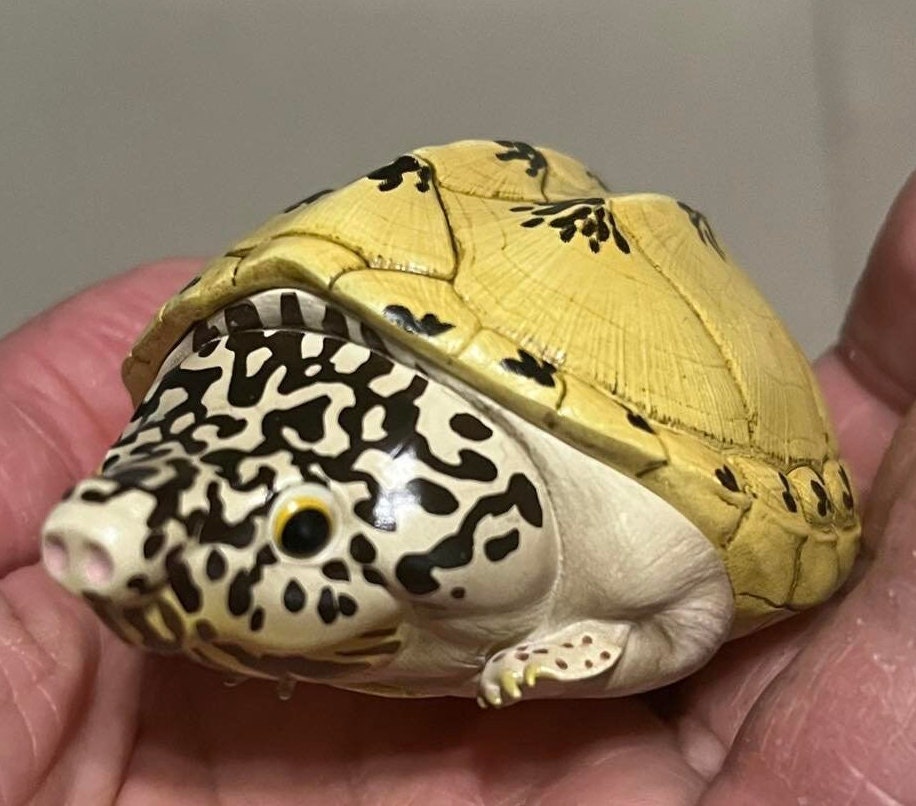 Mexican Musk Turtle Super Q Resin Model Figure Figurine