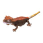 Japan Q Crested gecko lizard PVC Action Figure model with joints (10cm) B