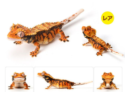 Japan Q Crested gecko lizard PVC Action Figure model with joints (10cm) Secret Item