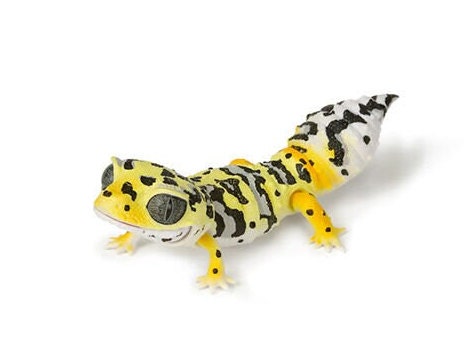 Japan Q Leopard gecko lizard PVC Action Figure model with joints (10cm) F