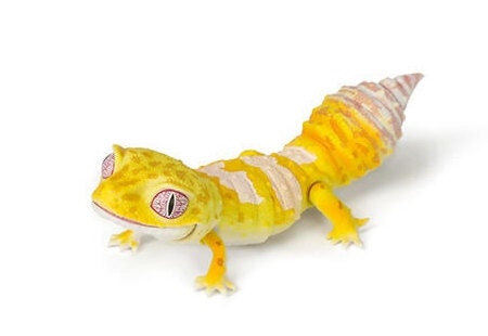 Japan Q Leopard gecko lizard PVC Action Figure model with joints (10cm) G