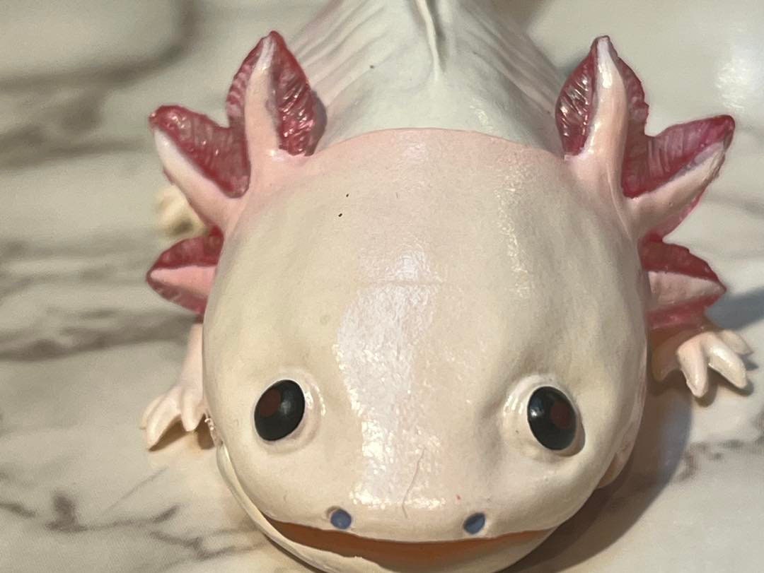 Japan Q Axolotl Salamander PVC Action Figure model with joints (10cm) A