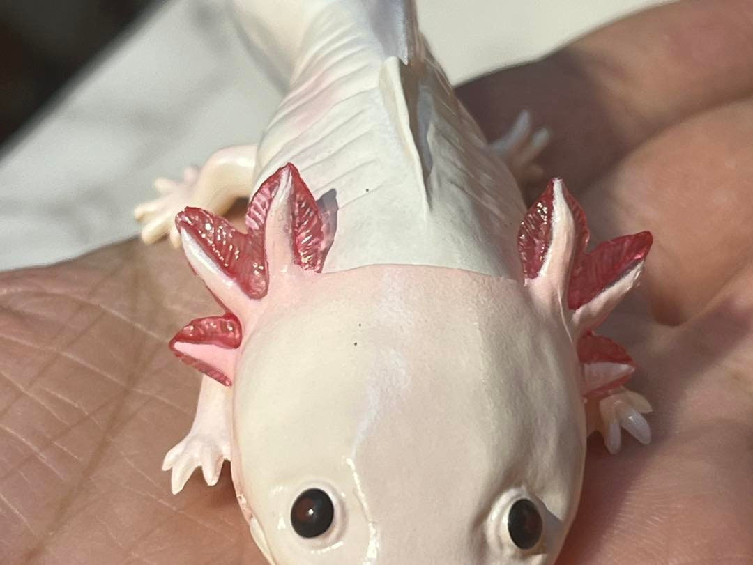 Japan Q Axolotl Salamander PVC Action Figure model with joints (10cm) A