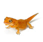 Japan Q Orange Bearded Dragon lizard PVC Action Figure model with joints (10cm) B