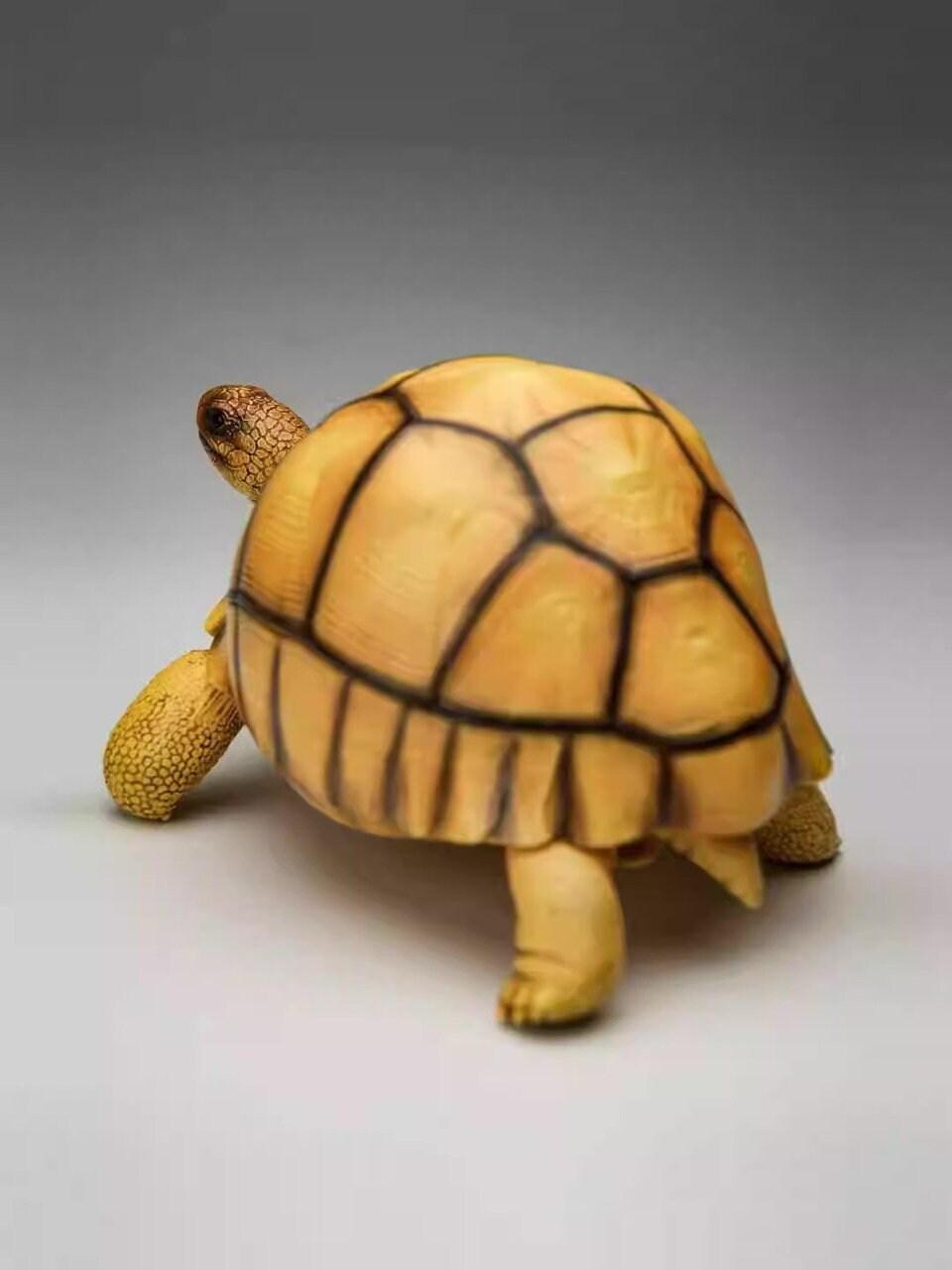 Adult Angonoka Tortoise Resin Replica Model Figurine 20cm (2023)