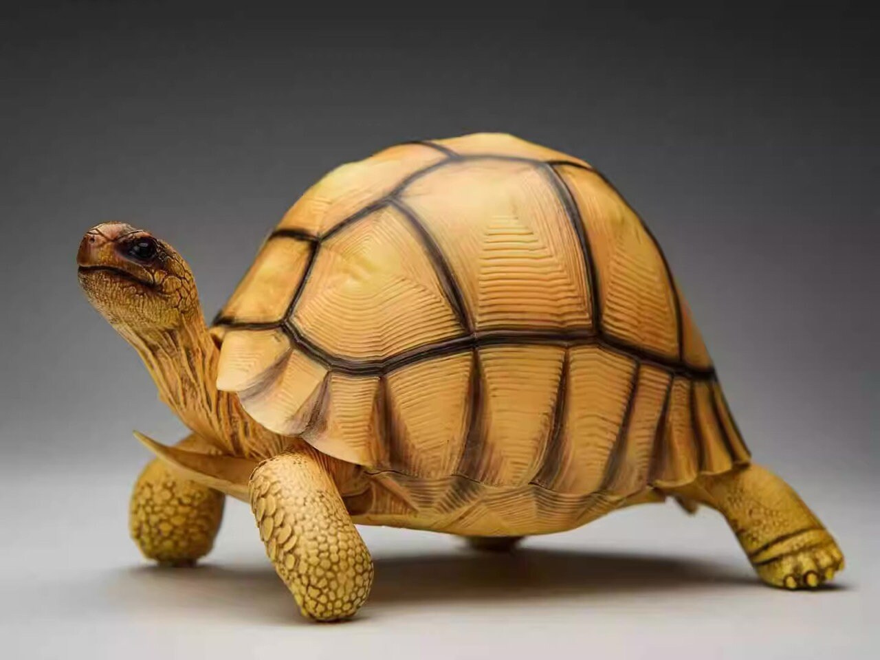 Adult Angonoka Tortoise Resin Replica Model Figurine 20cm (2023)