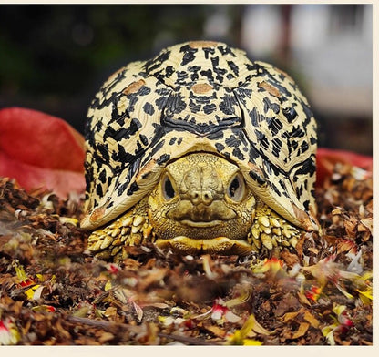 Super Q Leopard Tortoise Turtle Resin Replica Model Figurine Figure