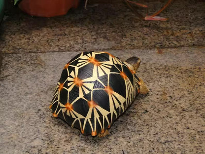 Life Size Large Radiated Tortoise Turtle Replica Model Figurine normal 19cm A